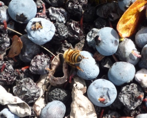 Blueberry juice for bees